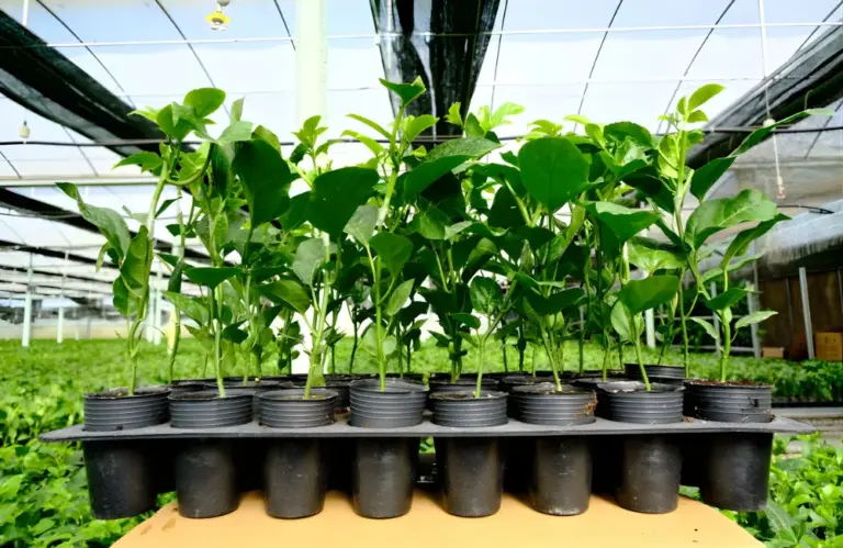 Đâu là nơi mua chanh dây cấy mô uy tín nhất hiện nay?