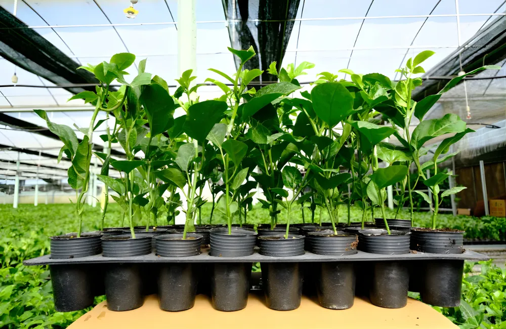 Nơi mua chanh dây cấy mô