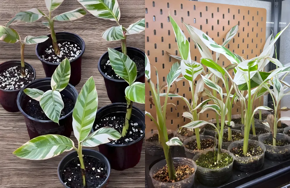 Tiêu chí đánh giá một shop bán chuối var đáng tin cậy