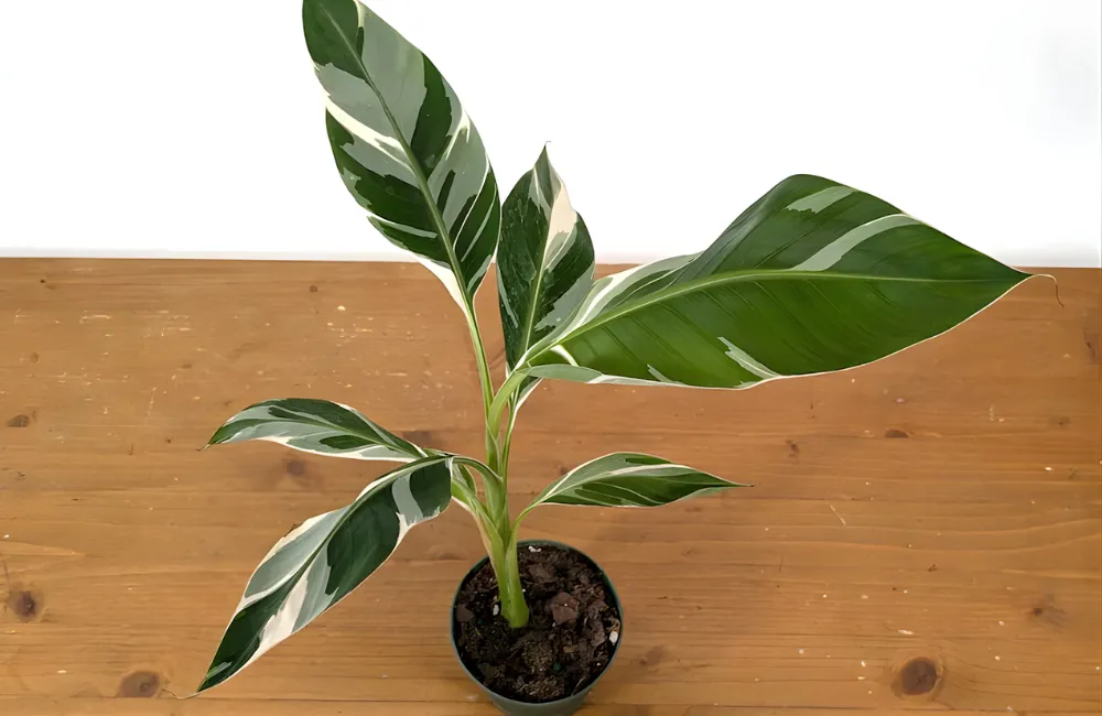 Mua chuối var cấy mô online những rủi ro & cách tránh