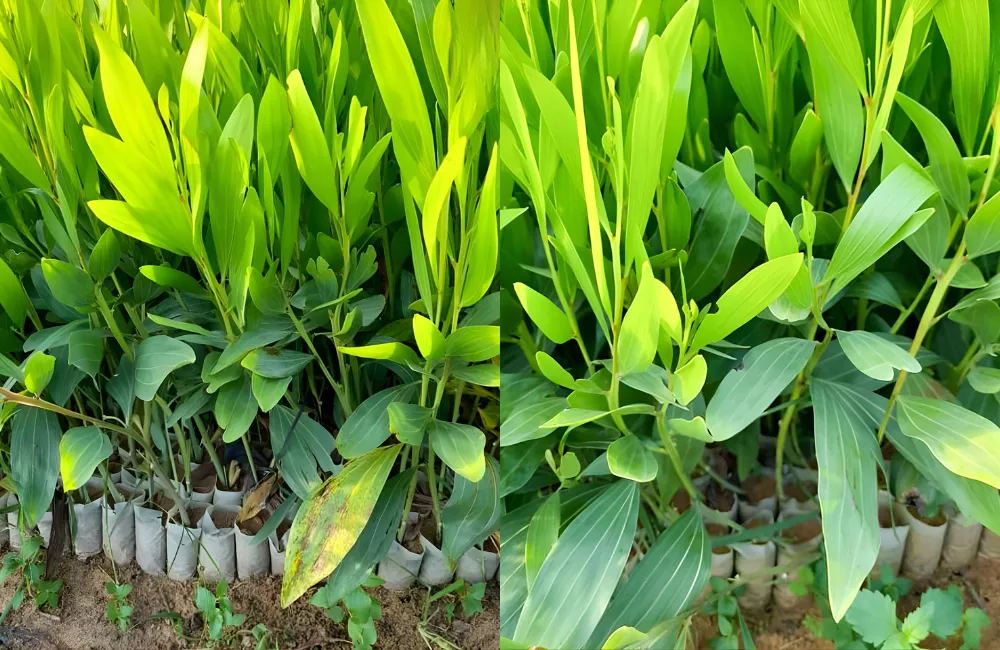 So sánh giá & chất lượng giống cây keo