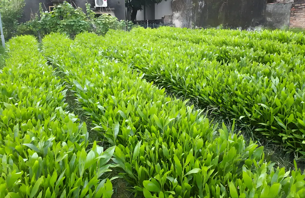 Giới thiệu nơi mua keo cấy mô uy tín