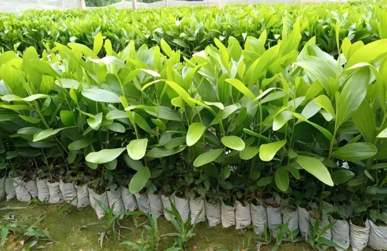 Nơi mua keo cấy mô đáng tin cậy cho mô hình trồng rừng lớn