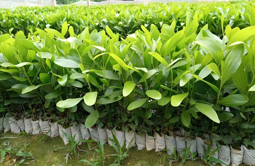 nơi mua keo cấy mô