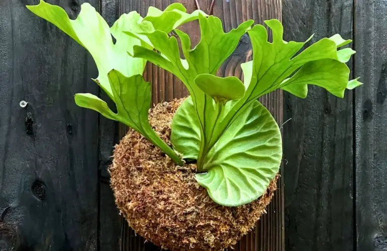 Cách chăm sóc cây ổ rồng cấy mô như thế nào để cây luôn xanh mướt?