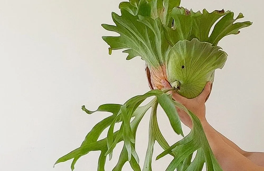 Cách chăm sóc cây ổ rồng cấy mô - ánh sáng