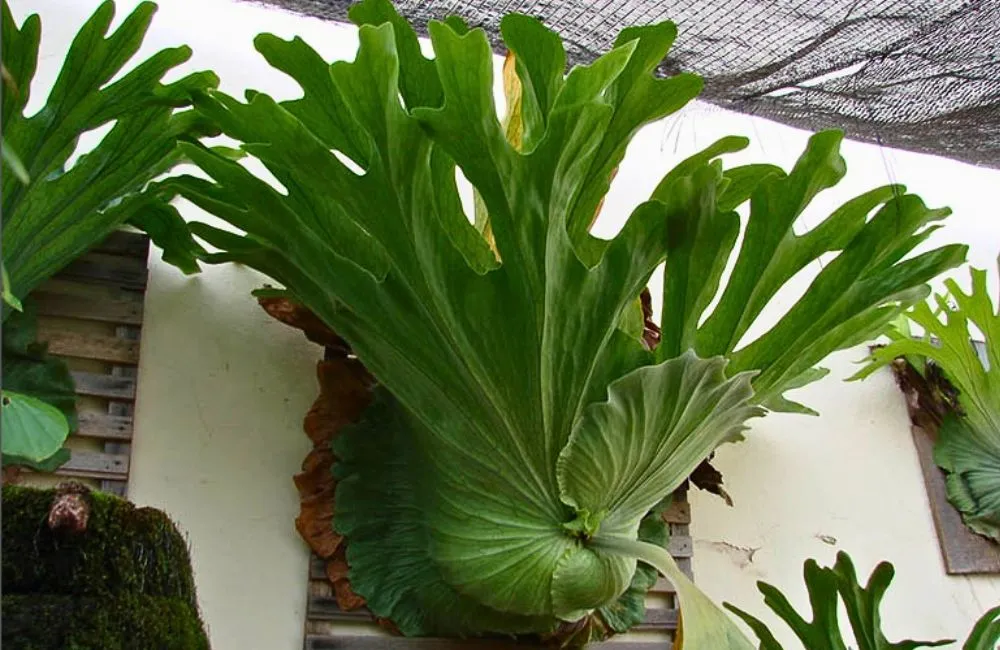 Cách chăm sóc cây ổ rồng cấy mô - giá thể và chậu 