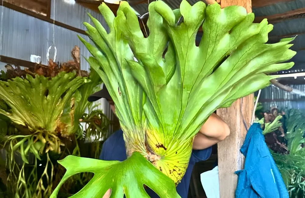 Cách chăm sóc cây ổ rồng cấy mô - tăng đề kháng