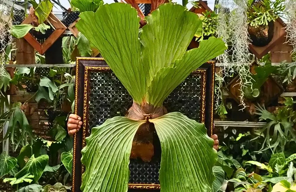 Cách chăm sóc cây ổ rồng cấy mô - tưới nước