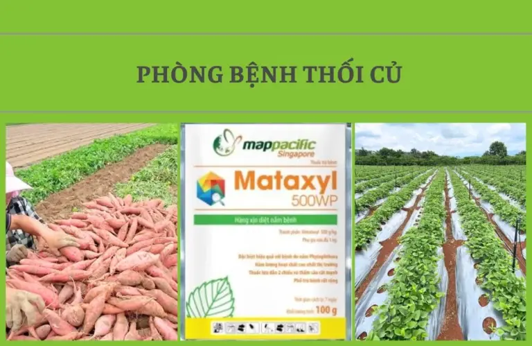 Phòng bệnh thối củ khoai lang Nhật  hiệu quả