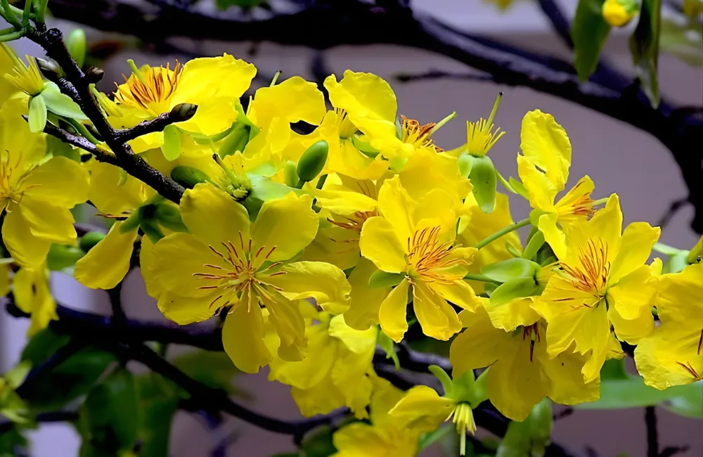 Công dụng xua tà, bảo vệ năng lượng của mai quý