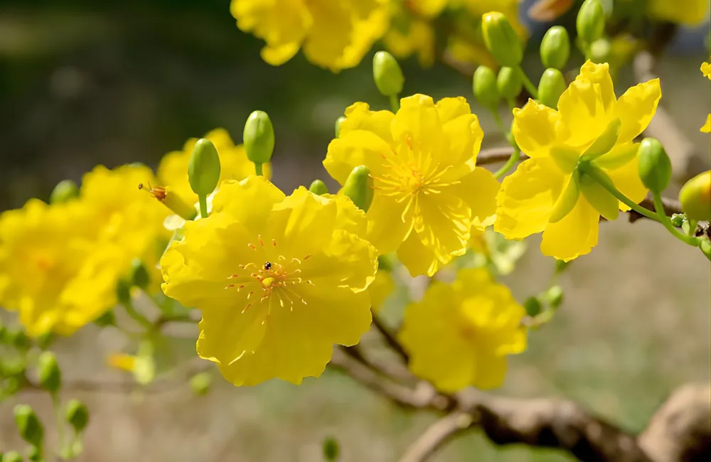 Cách chọn mai trang trí phong thủy