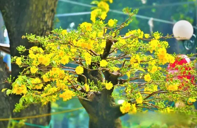 Ứng dụng phong thủy mai quý trang trí Tết hút vượng khí