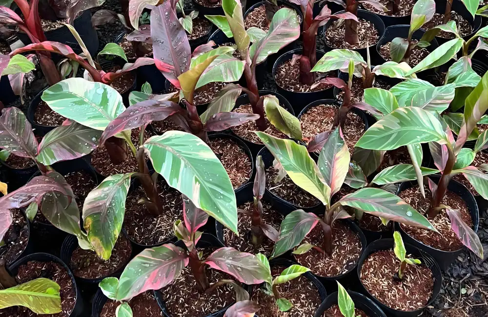 Thuần cây chuối var sau cấy mô