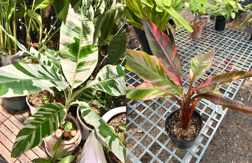 Ưu điểm của chuối var cấy mô so với cây tách bụi