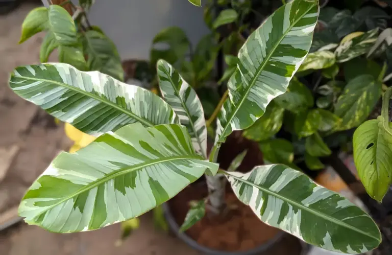 Hướng dẫn thực hiện quy trình cấy mô chuối var đơn giản