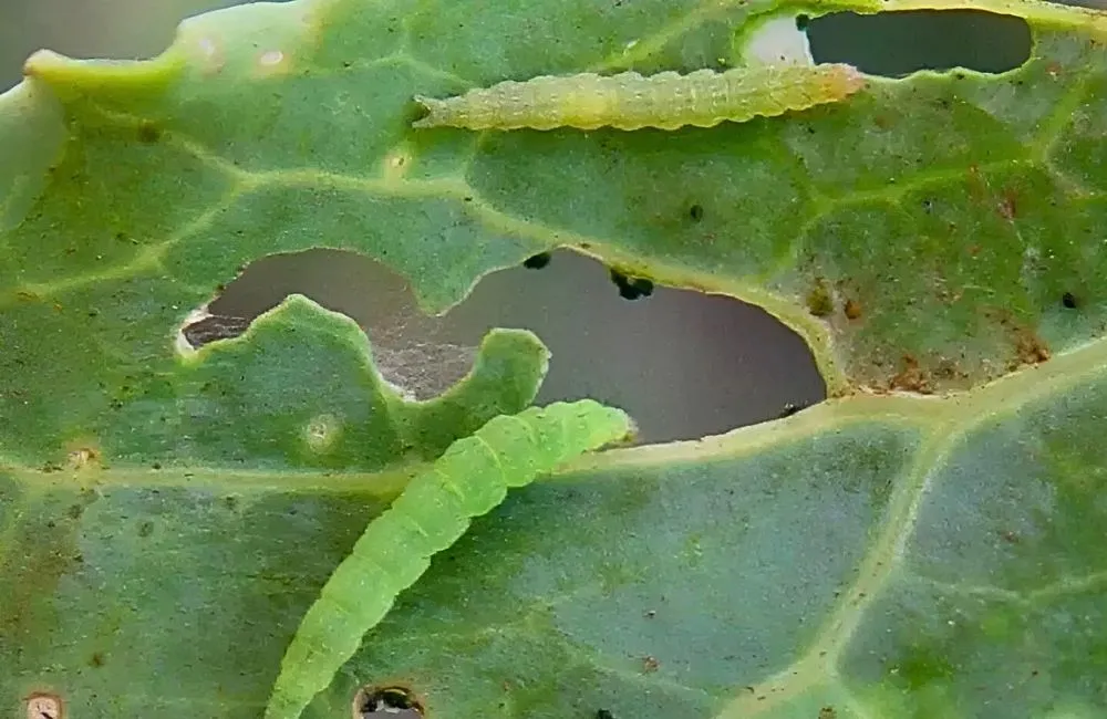 Sâu ăn lá, sâu đục thân khoai lang Nhật 