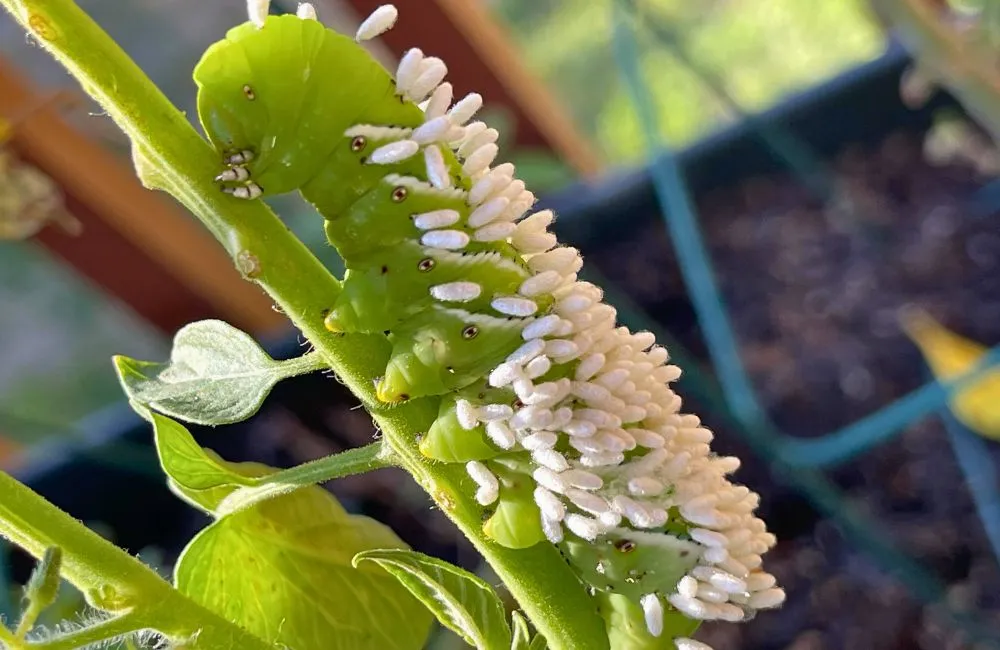 Sâu ăn lá, sâu đục thân khoai lang Nhật 