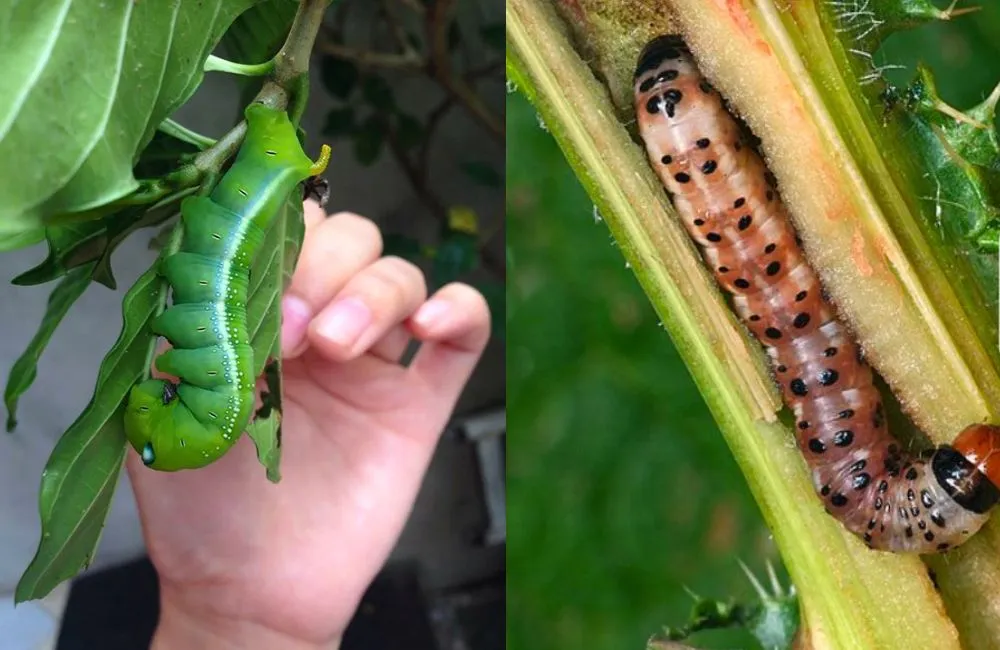 Sâu ăn lá, sâu đục thân khoai lang Nhật 