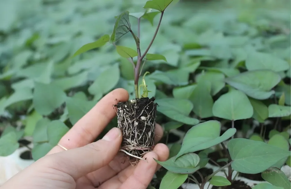 So sánh năng suất khoai lang Nhật và chất lượng với các giống Việt