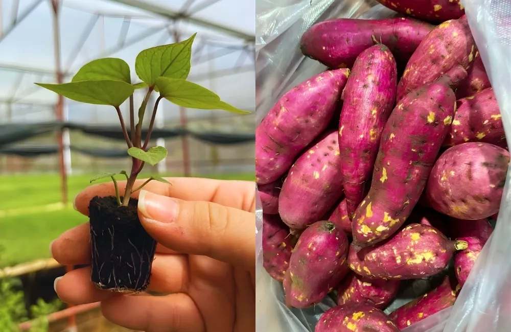 Giá trị dinh dưỡng, độ ngon và độ bền của khoai lang Nhật