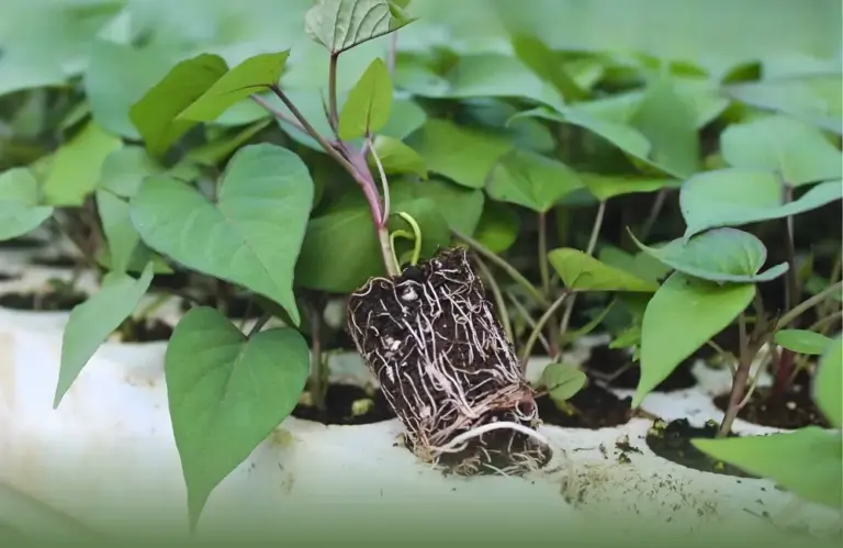 So sánh các loại khoai lang Nhật cấy mô hay truyền thống