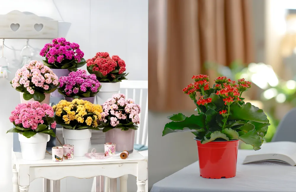 Cây sống đời hồng trong đời sống hiện đại