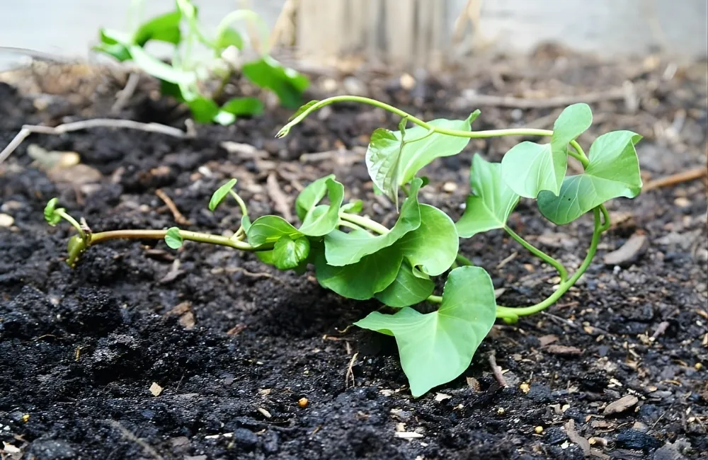 Đầu ra, hợp tác xã và cơ hội mở rộng thị trường