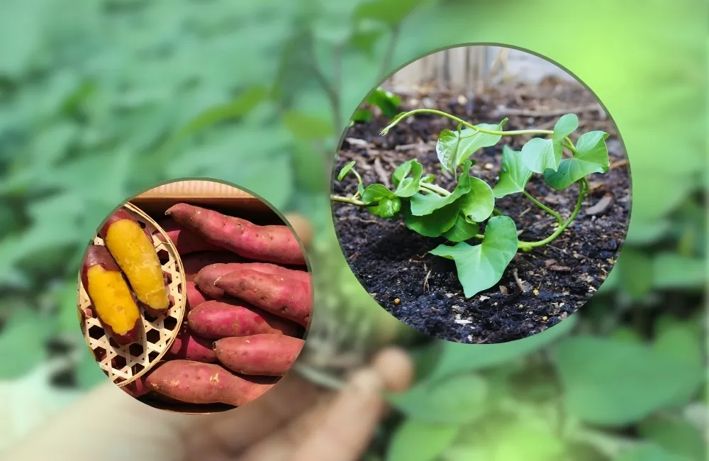 thị trường khoai lang nhật