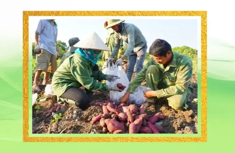 Thời điểm thu hoạch khoai lang Nhật đạt năng suất cao