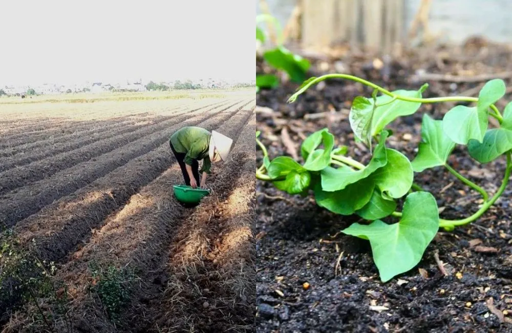 Phong ngừa bệnh thối rễ khoai lang Nhật