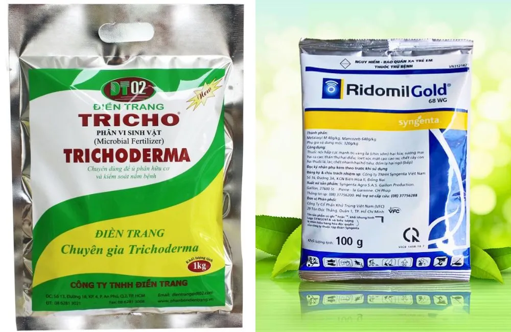 Trị bệnh thối rễ khoai lang Nhật