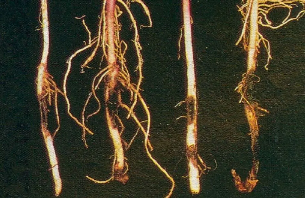 Bệnh thối rễ khoai lang Nhật