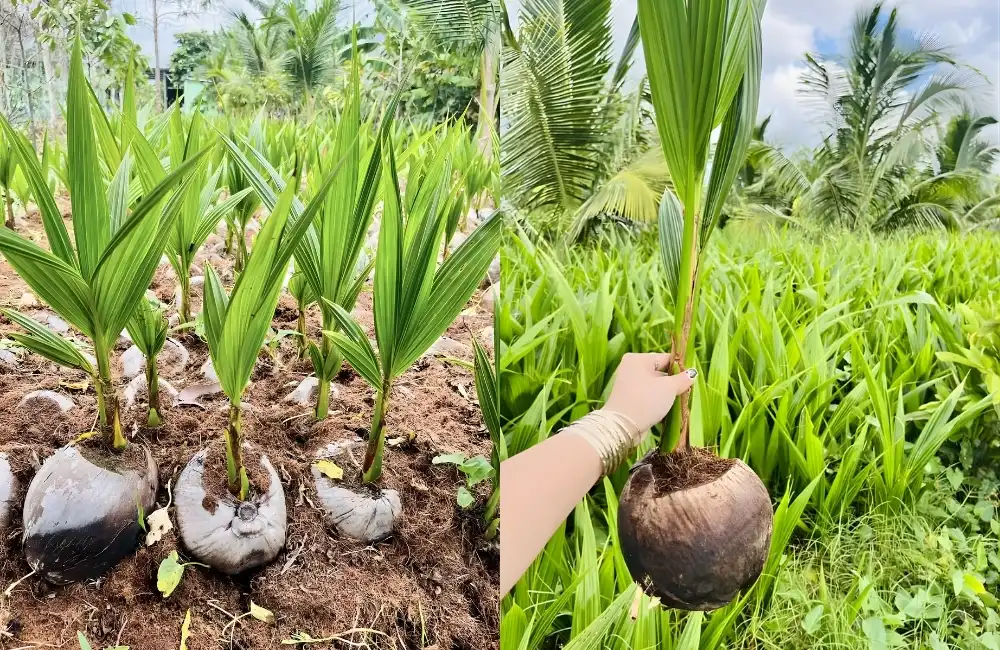 Dừa sáp bao lâu cho trái và khả năng ra trái sớm
