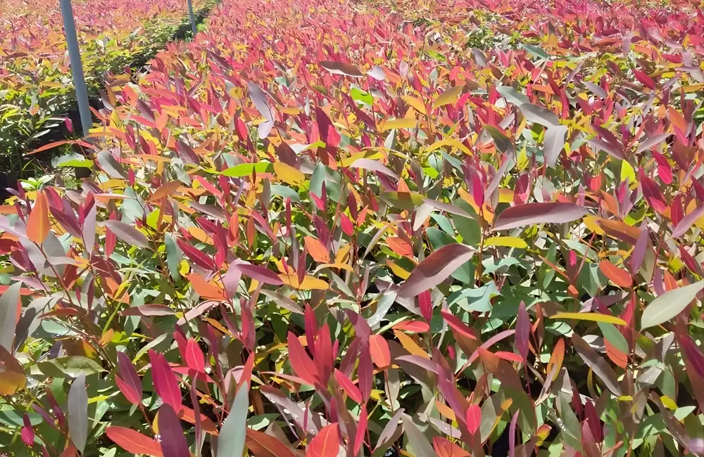 Trồng cây bạch đàn cấy mô vào đất phù hợp