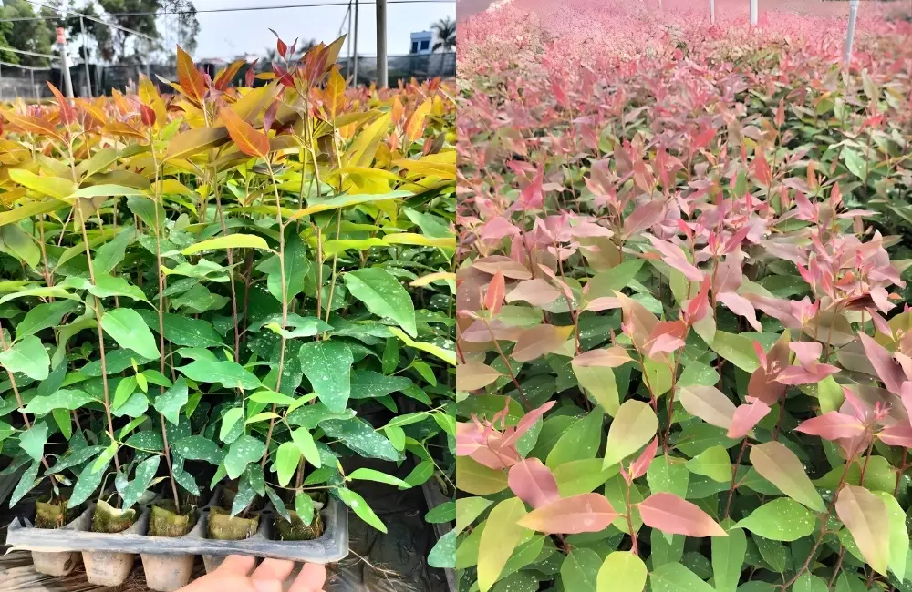 Những lỗi khiến cây bạch đàn cấy mô chết sau khi nhận
