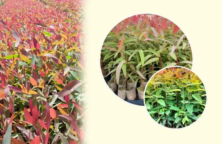 Có cần thuần cây bạch đàn cấy mô trước khi trồng rừng?