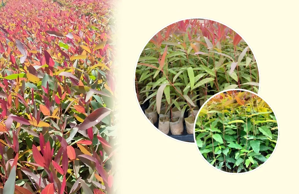 thuần cây bạch đàn cấy mô