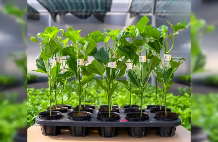 Làm sao để thuần cây chanh dây cấy mô thành công 100%?