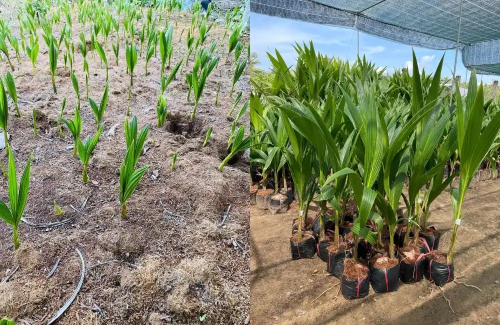 Quy trình thuần cây dừa sáp cấy mô 7–14 ngày