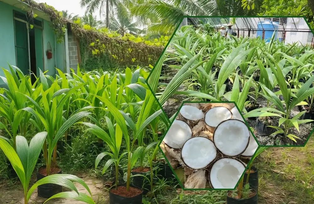 thuần cây dừa sáp cấy mô
