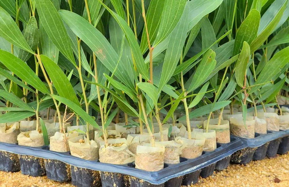 Thuần cây keo cấy mô - các lỗi cần tránh 