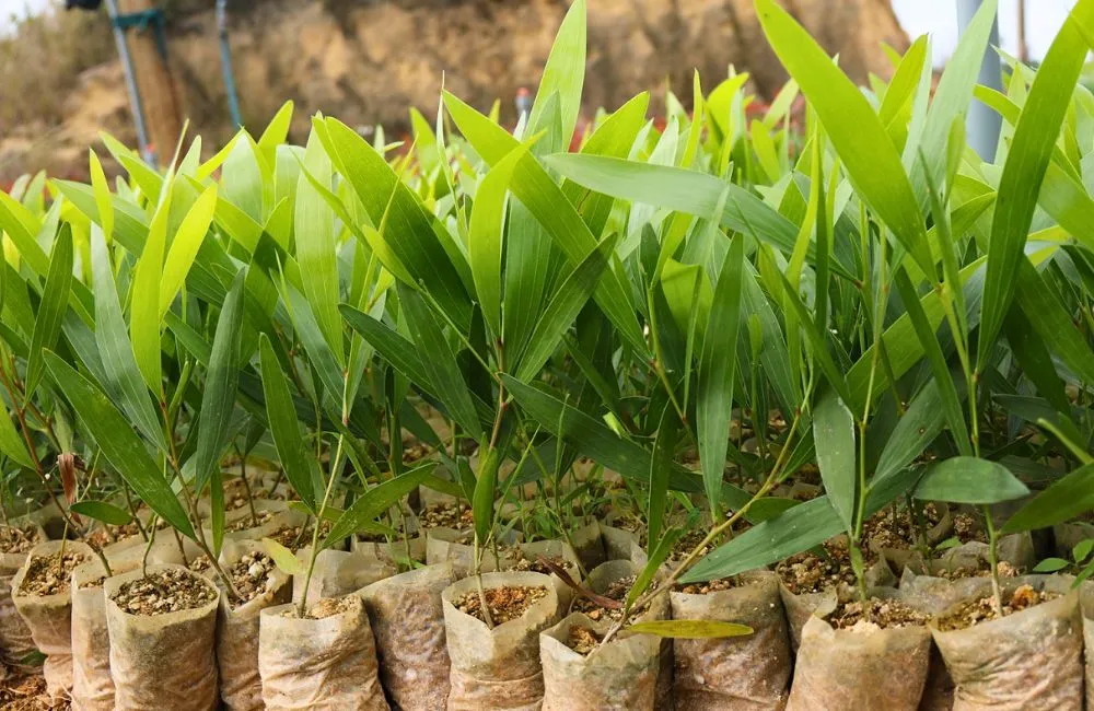 Thuần cây keo cấy mô - giai đoạn kiểm tra 