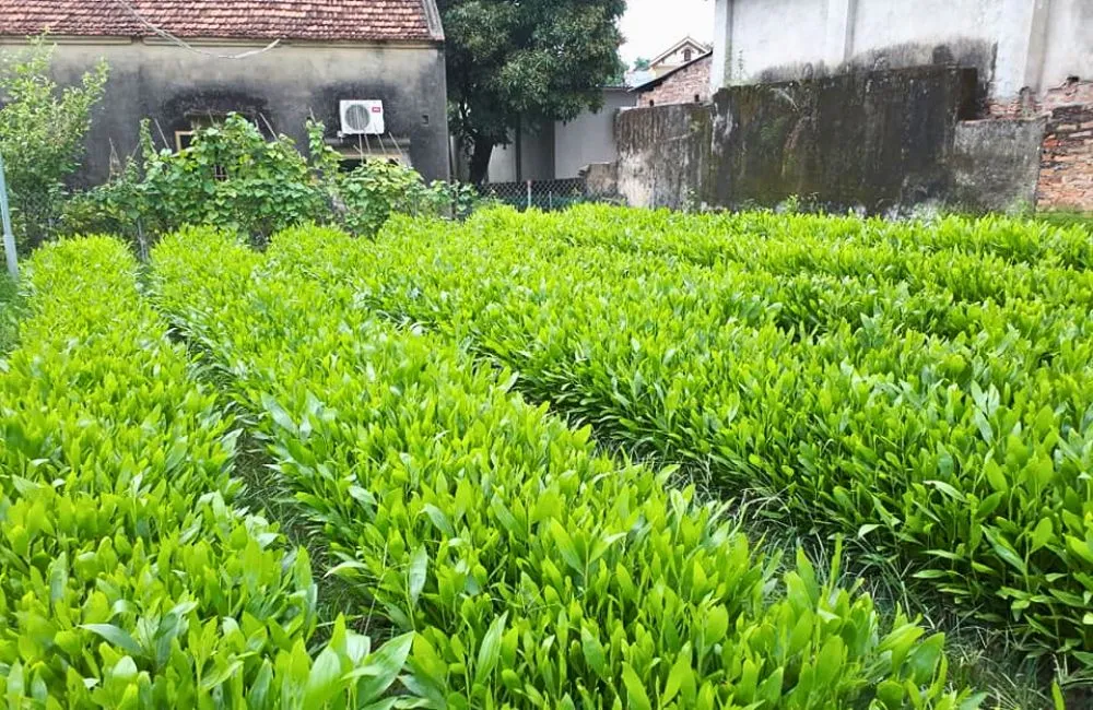 Thuần cây keo cấy mô - quy trình thuần 