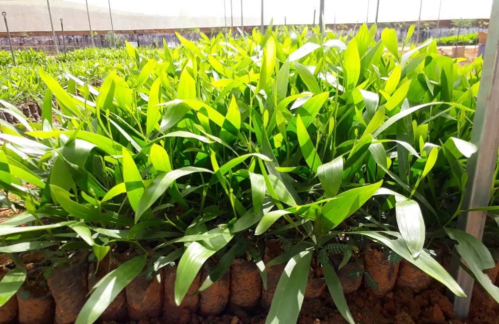 Thuần cây keo cấy mô 