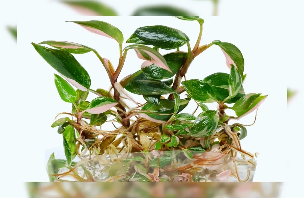 Quy trình thuần cây Pink cấy mô 7–10 ngày