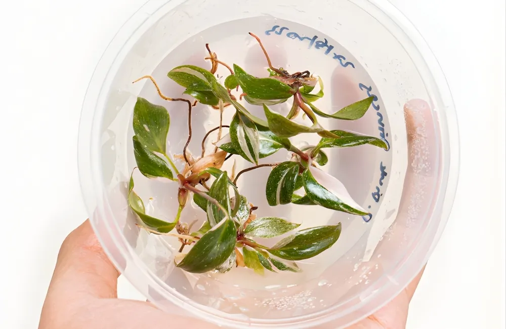 Khi nào cây pink bắt đầu ra rễ mới