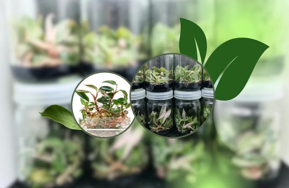 thuần cây pink cấy mô