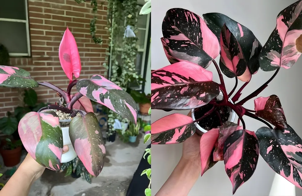 Ứng dụng cây Pink trong kinh doanh cây cảnh