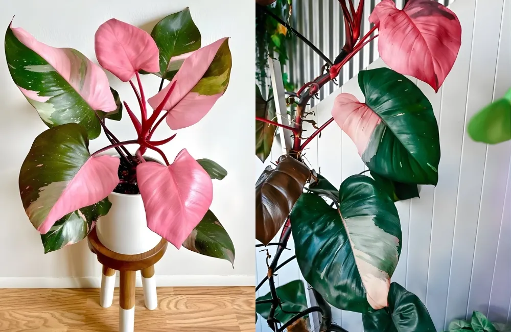 Vì sao cây Pink cấy mô được ứng dụng rộng rãi?